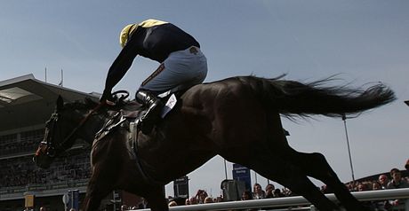 Orsippus: Flying at home reports trainer