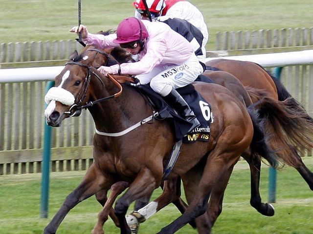 Sir Reginal: Richard Fahey's sole representative on Friday