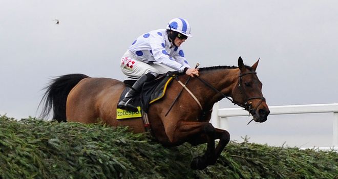Hello Bud: One of two Cross Country entries for Nigel Twiston-Davies