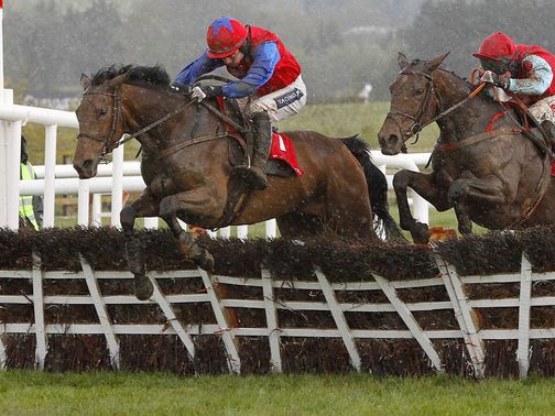 Quevega: Cut for the Mares' Hurdle