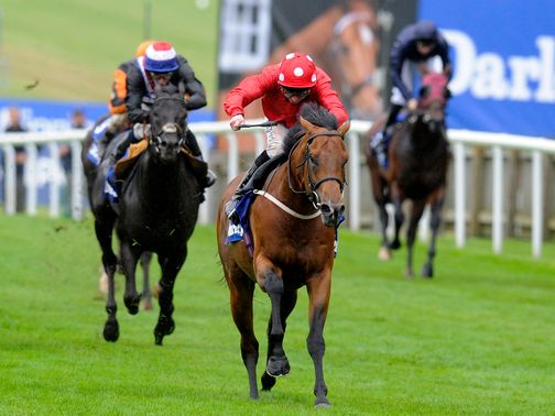 Mayson: Has been retired to stud