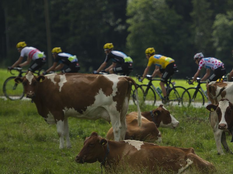 These cows didn't seem too impressed by the action