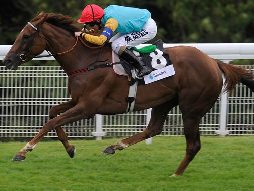 Wild Coco: Looks primed for success