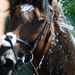 Frankel is washed down after his win