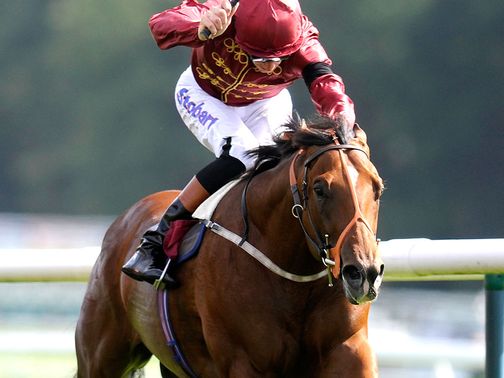 Havana Gold: Fancied to win at Newmarket