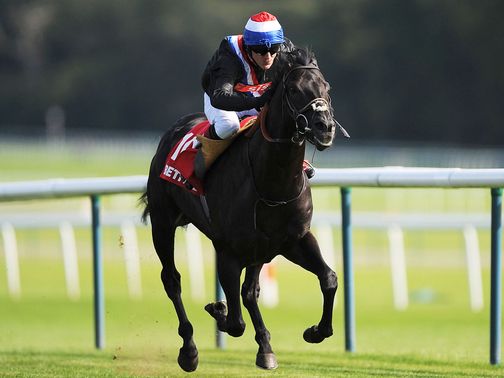 Society Rock: Could line up at Ascot on Saturday