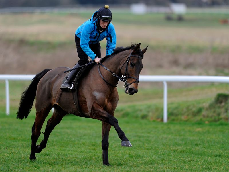 Former Gold Cup winner Imperial Commander works before racing.