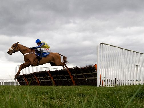 Up And Go will miss the Cheltenham Festival