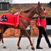 Silviniaco Conti looking in prime condition