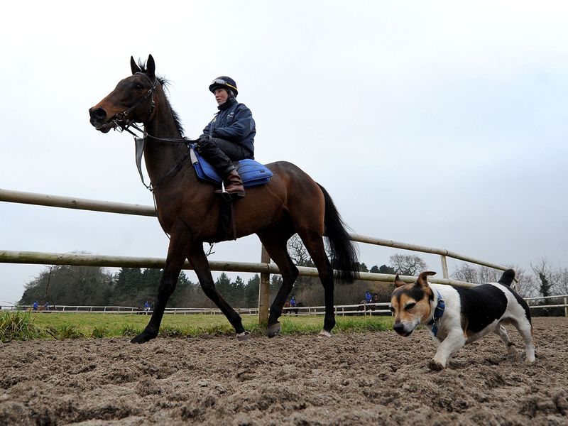 Two well-trained animals go through their races on the outdoor ring