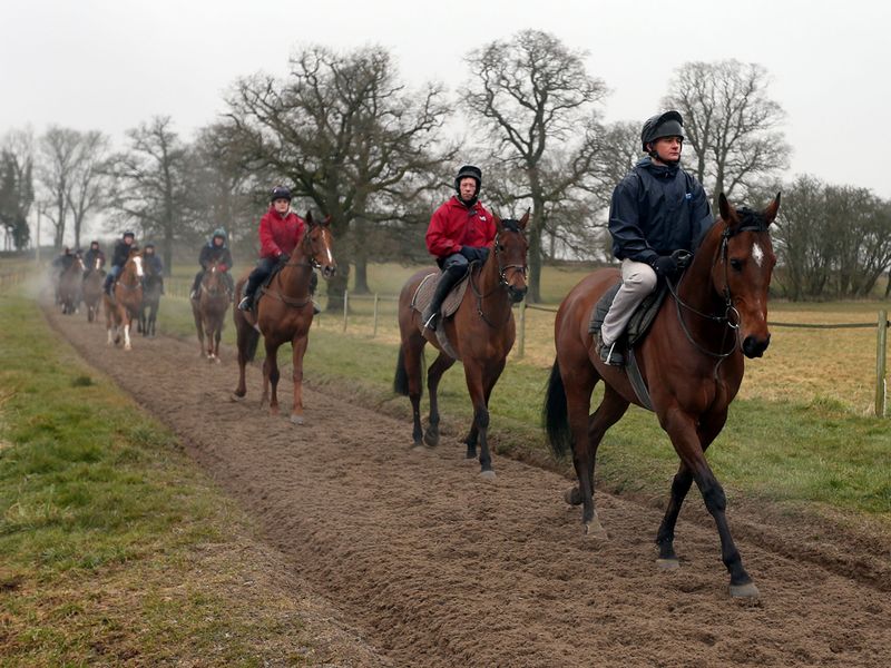 The New One leads the Cheltenham team to the gallops...