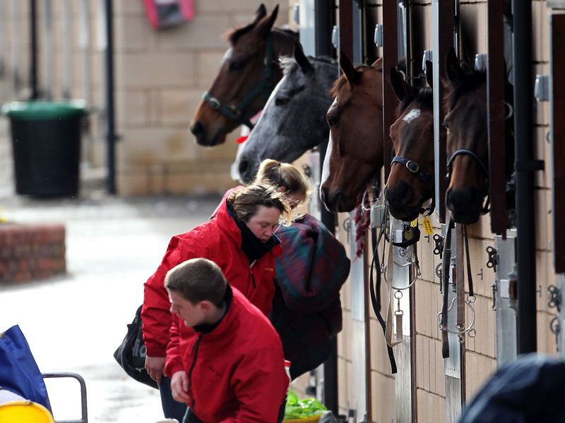 The horses await their chances to shine
