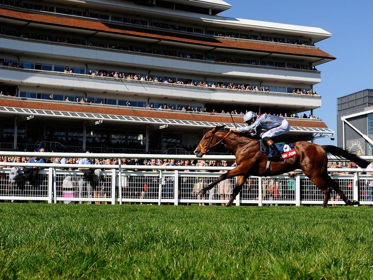 Olympic Glory: Could be Richard Hannon's sole runner on Champions Day