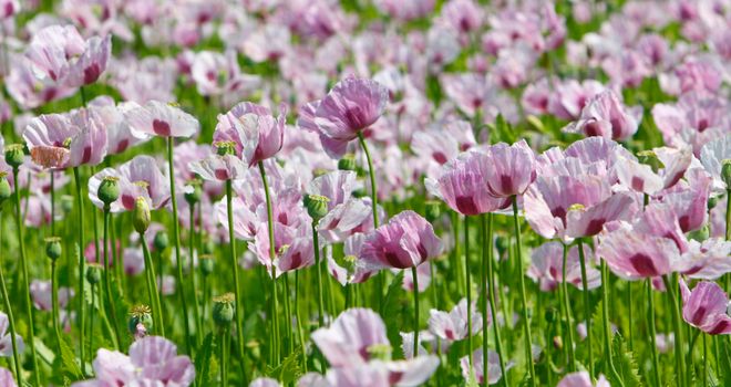 Poppies are grown for medicinal purposes to produce poppy-based drugs, such as morphine