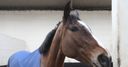 Vautour excites Mullins in workout
