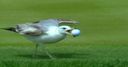 TPC memories: Seagull steals ball!