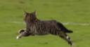 WATCH: Romo calls cat's big entrance