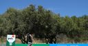Nedbank: R3 tee times
