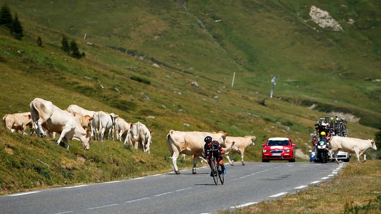 Warren Barguil had to be alert to avoid hitting a herd of cows at the Tour (Picture: Doug Pensinger, Getty)