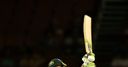 WWT20: Australia vs India scorecard