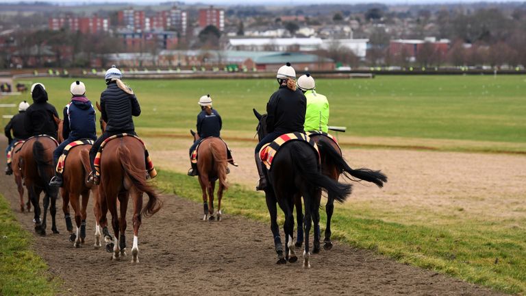 Horses on the Newmarket gallops on Friday morning