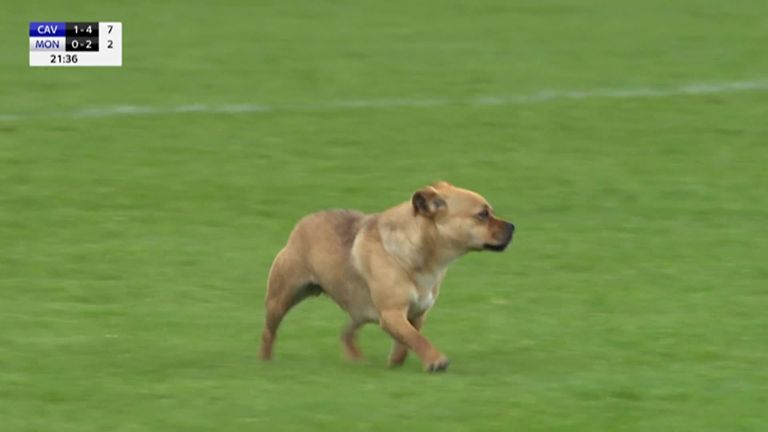 Play had to be stopped in the Ulster Senior Football Championship match between Cavan and Monaghan as a dog invaded the pitch!