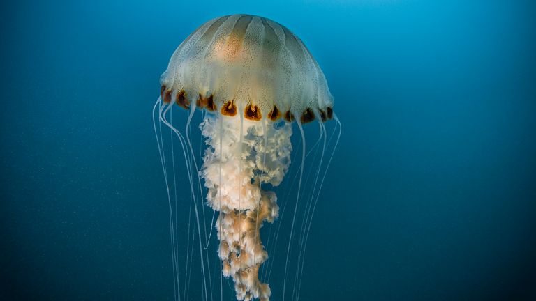 Compass jellyfish - which give a sharp sting - are among the species commonly found in UK waters