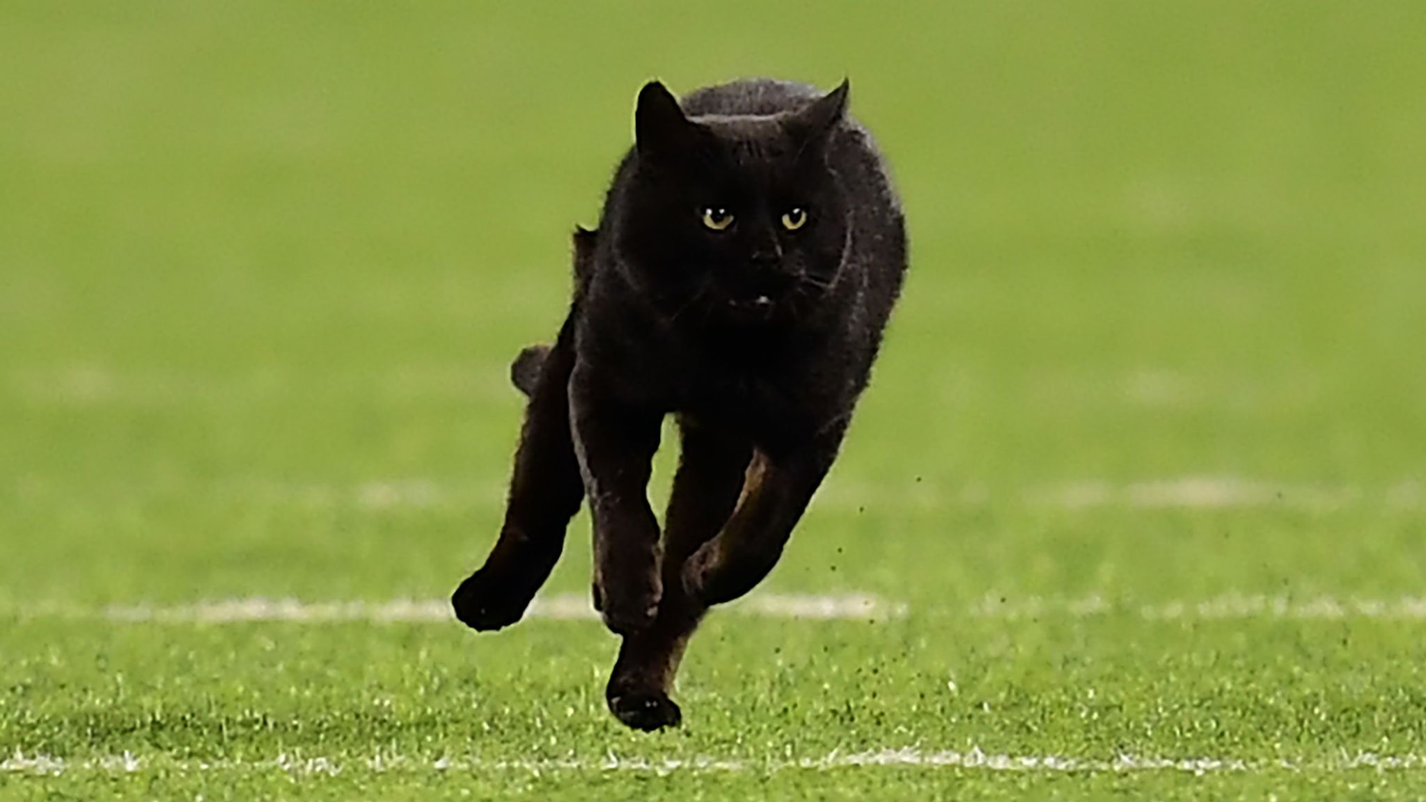 Black cat runs interrupts Giants-Cowboys game