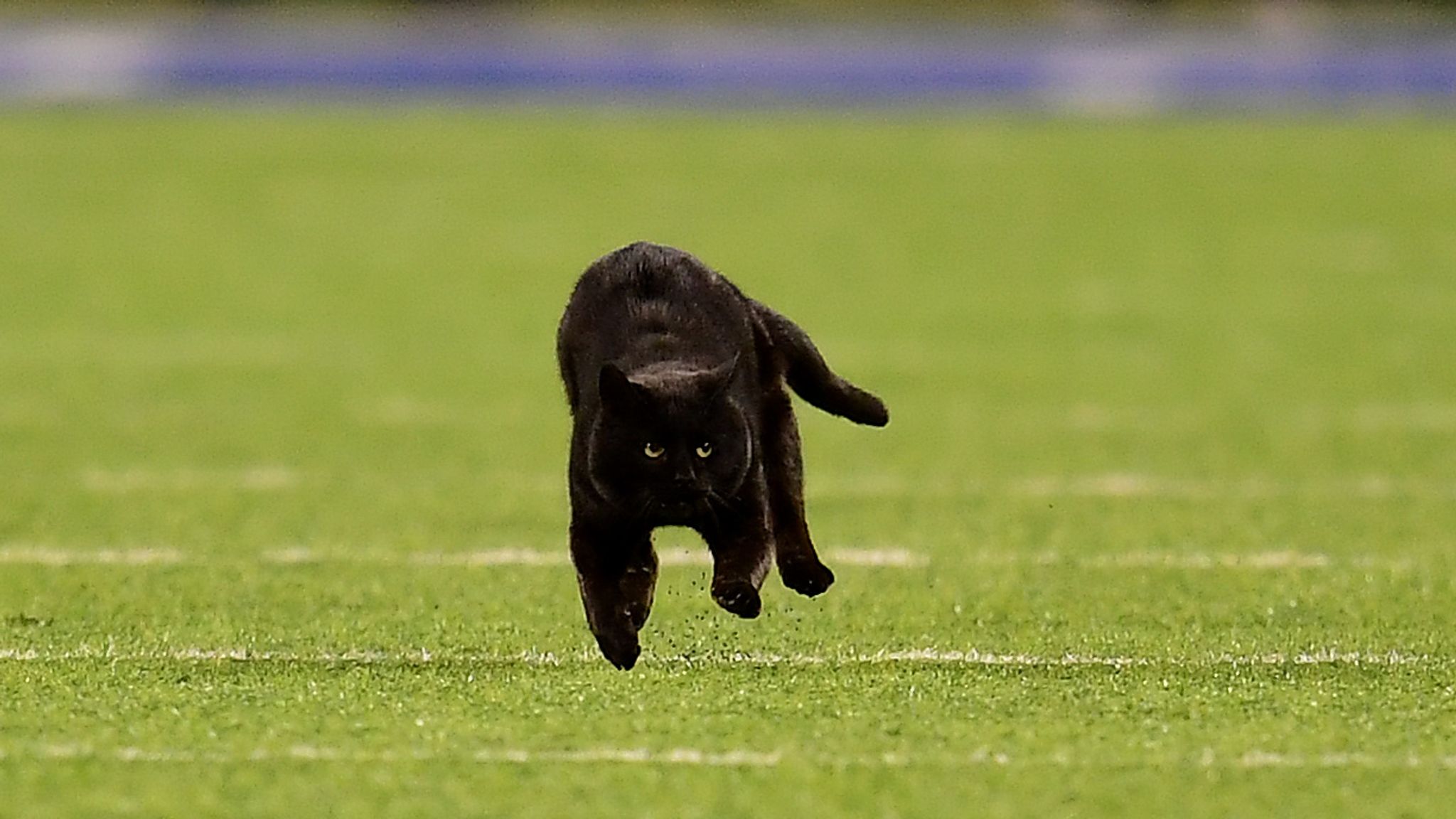 Flipboard Cat that delayed New York Giants and Dallas Cowboys game