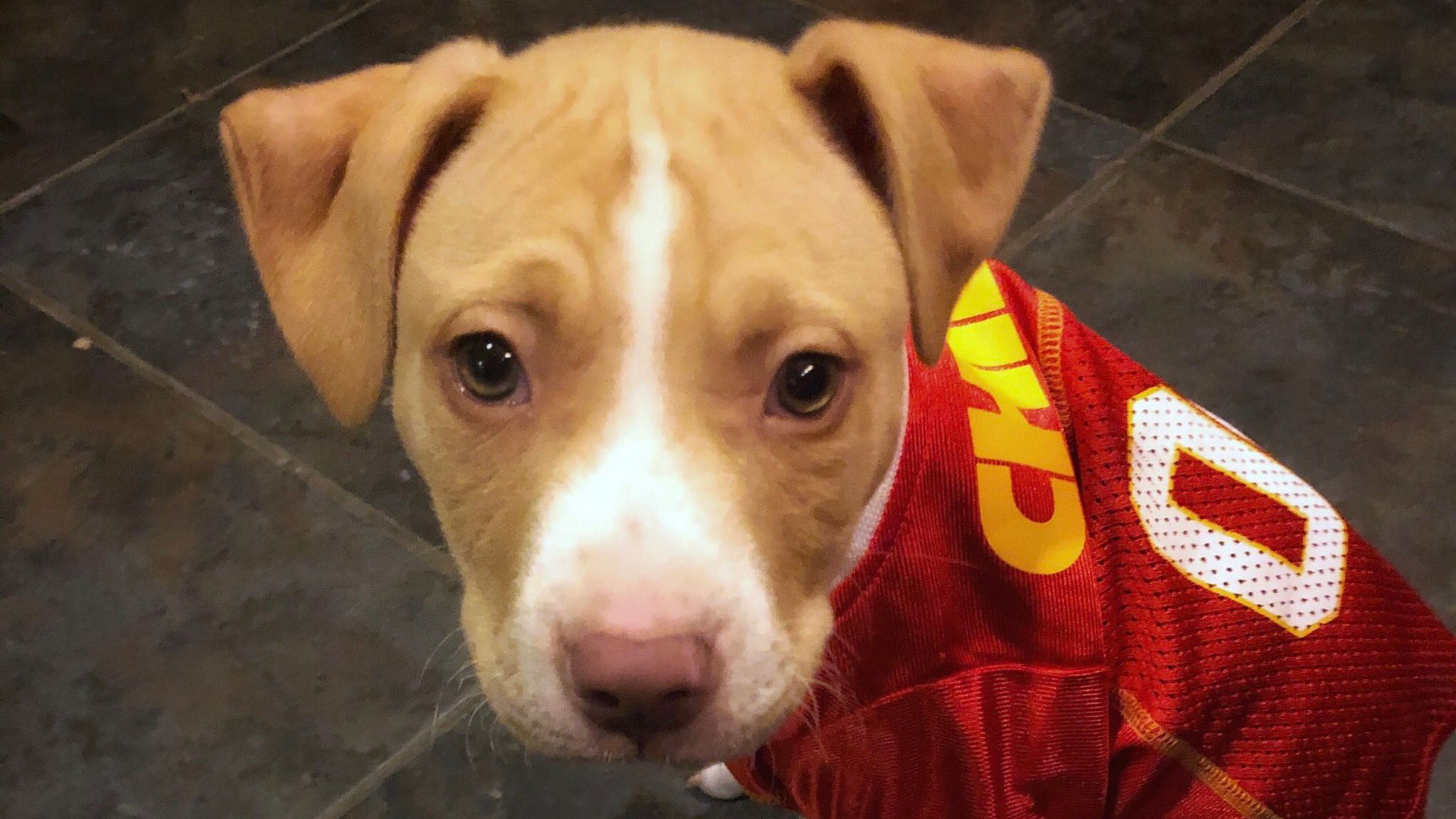 KC Pet Project Partnering with Chiefs DT, Derrick Nnadi, for Another Season  of Nnadi Dogs