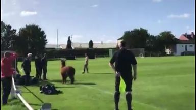 sky sports arena live stream