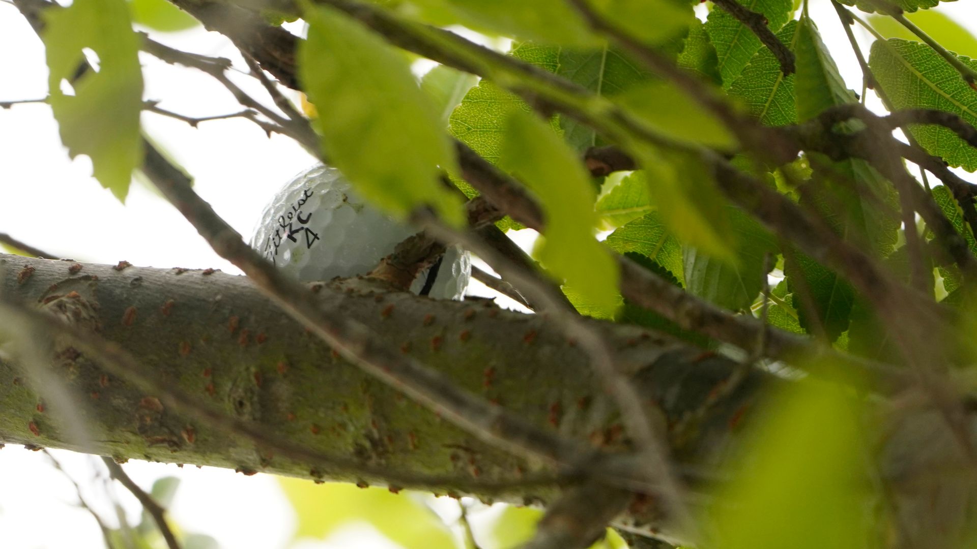 Hughes' unfortunate tree shot!