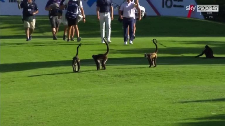 Monkeys invade the course on the fourth and final day of the Mayakoba Classic at El Camaleón in Mexico with Andrew Landry having to take evasive action!