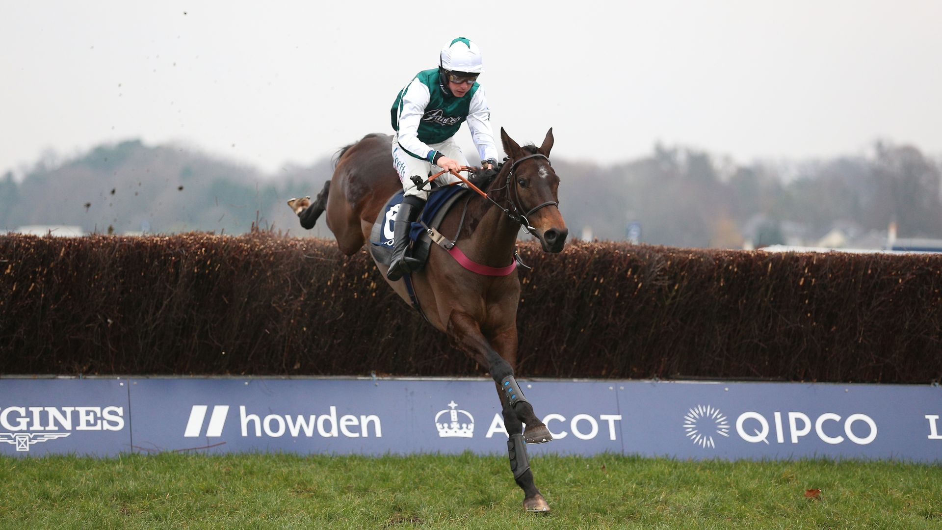L'Homme Presse ruled out of Cheltenham Gold Cup