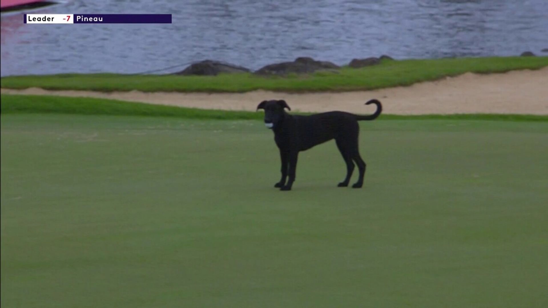 'Drop it!' | Dog picks up wrong ball in Mauritius Open
