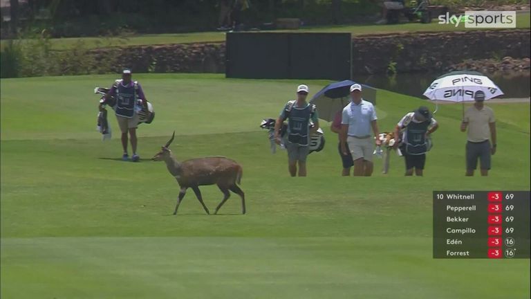 Deer, oh deer! A male bush buck made an unexpected appearance on day one of Alfred Dunhill Championship in South Africa!