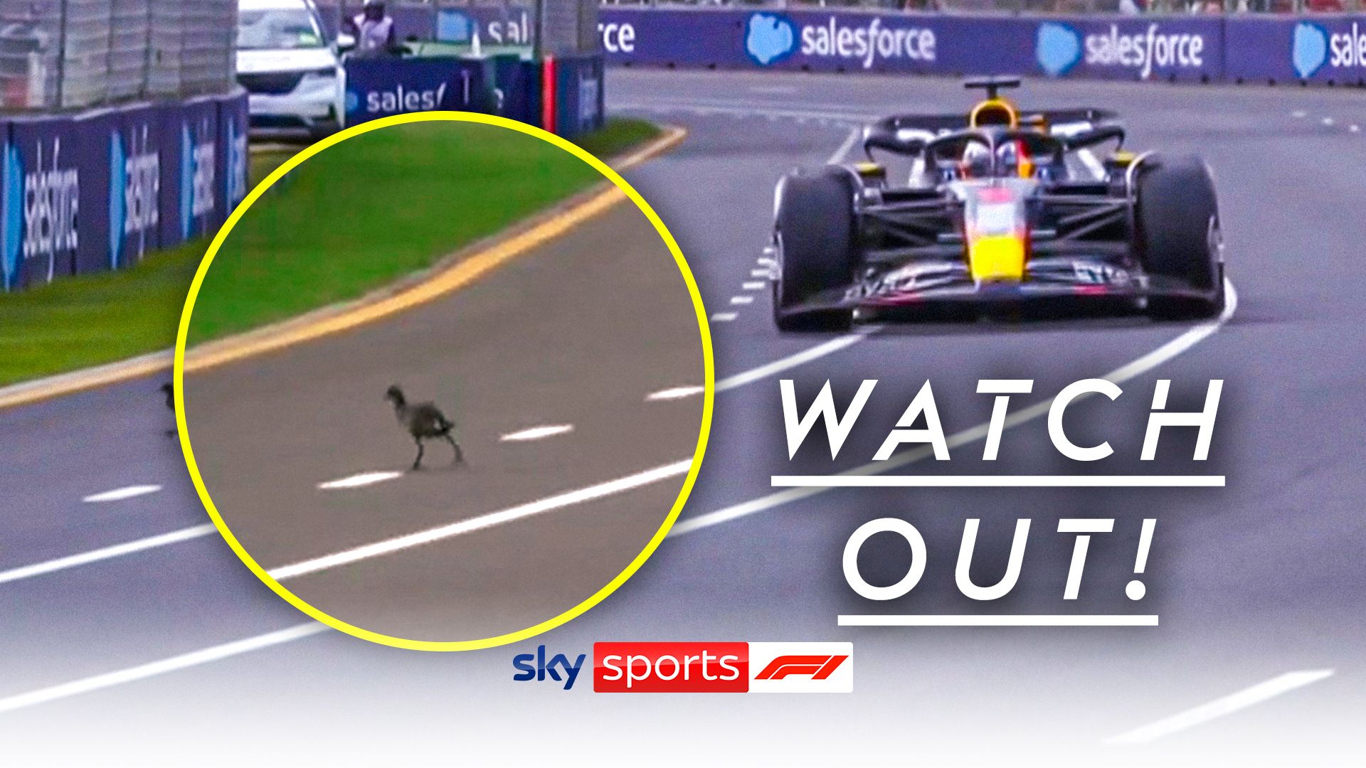 'Not a good time to cross the road' - Max narrowly avoids bird on track