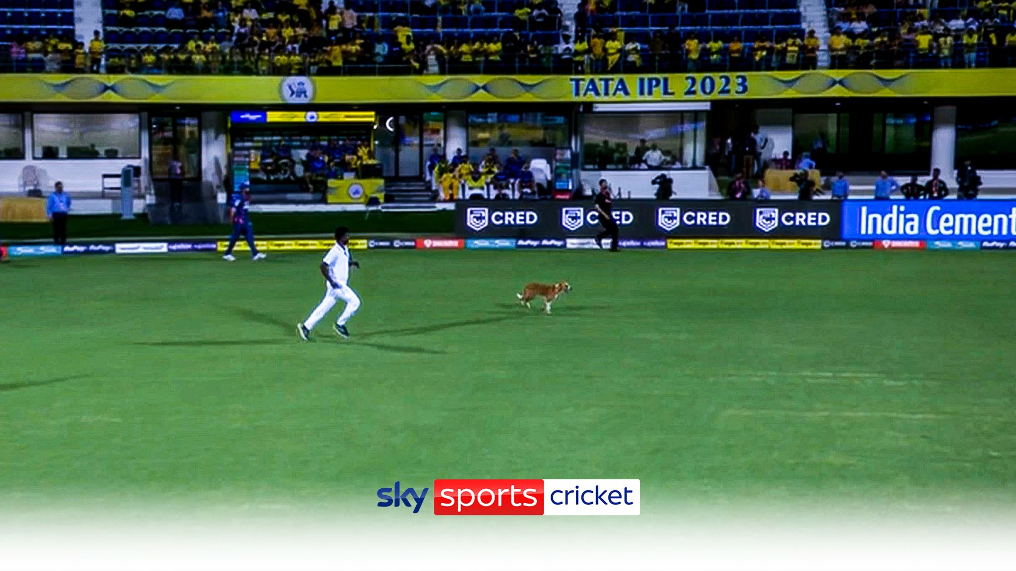 Dog invades pitch to delay start of IPL match Video Watch TV Show Sky Sports