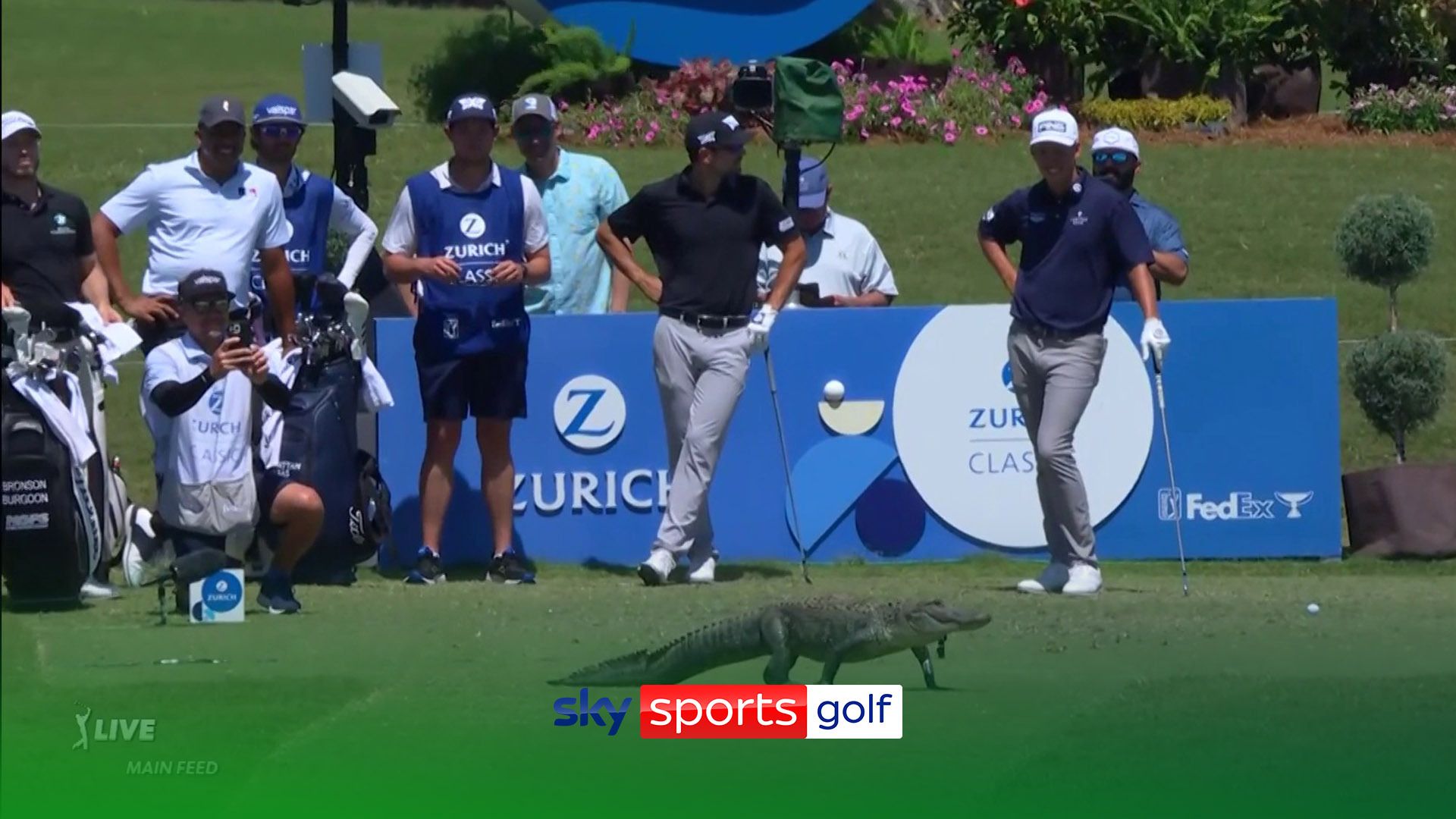 'Look out!' | Now on the tee...an alligator!