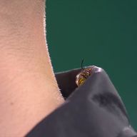 The wasp spent a long time sitting on the collar of Sebastian Bialecki during his match with Stephen Bunting